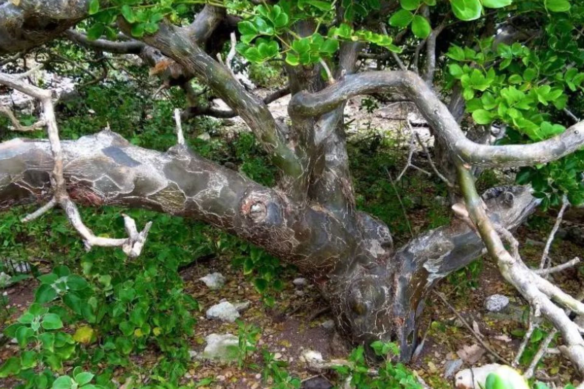 Guaiacwood