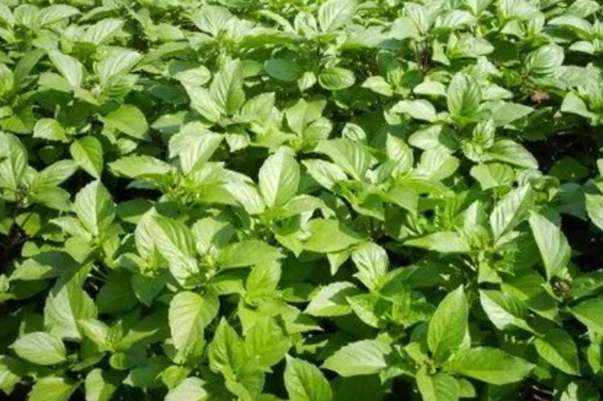 Basil sweet