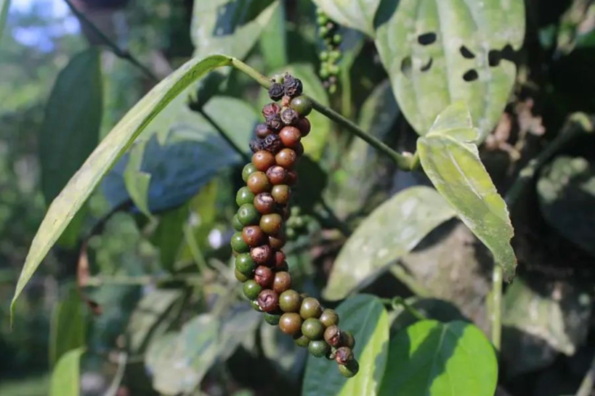 Black Pepper