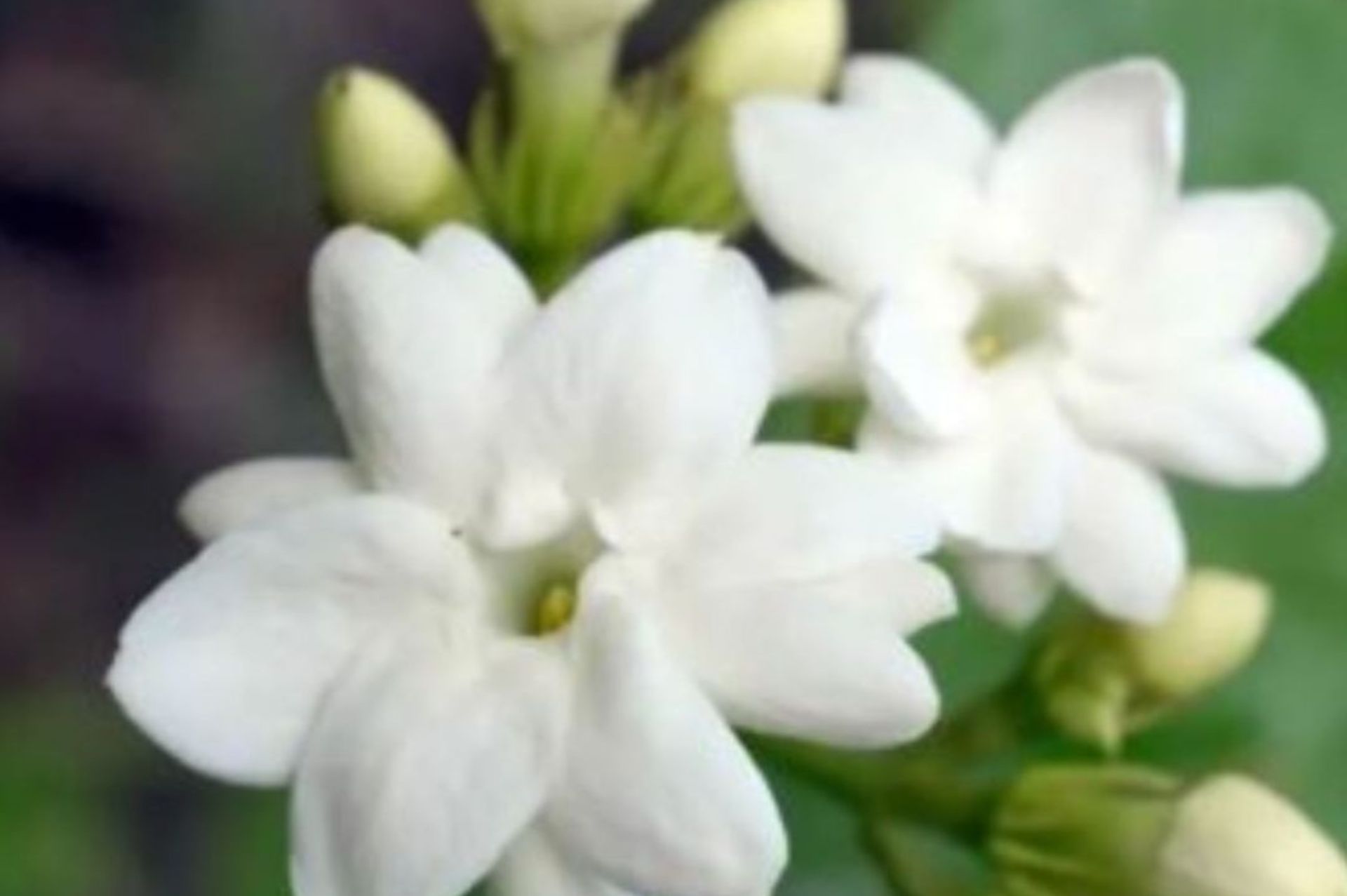 精油香氛居家生活