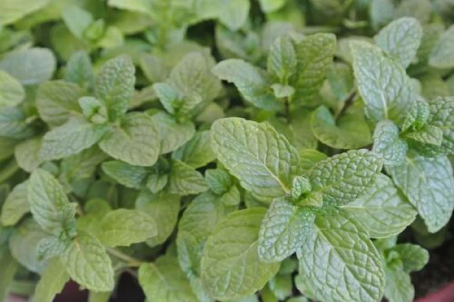 精油香氛居家生活